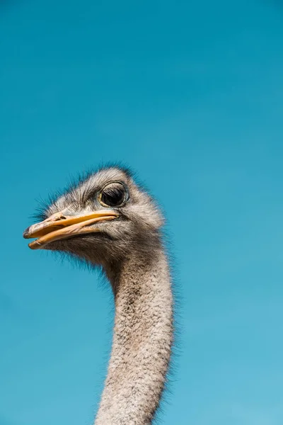 Retrato de hermoso avestruz contra el cielo azul - foto de stock