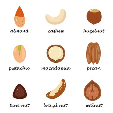 Çizgi film tarzında beyaz arkaplanda izole edilmiş fındık kümesi.