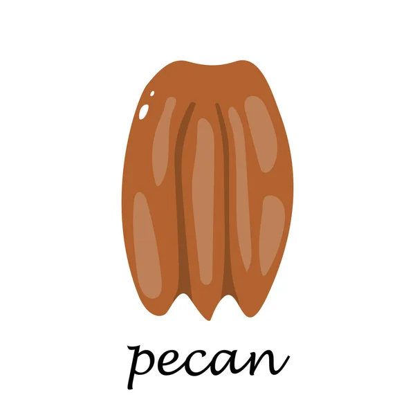 Pecan on white background in cartoon style. — Stock Vector