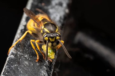 makro çekim sarı ve siyah eşekarısı korkuluklarda