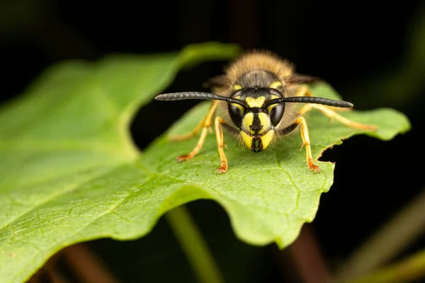 Gambar Makro Dari Daun Tanaman Hijau Dan Lebah — Stok Foto
