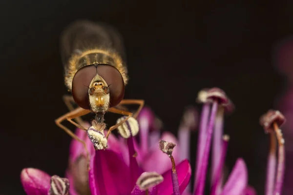 粉红花瓣和苍蝇乱伦的宏观镜头 — 图库照片