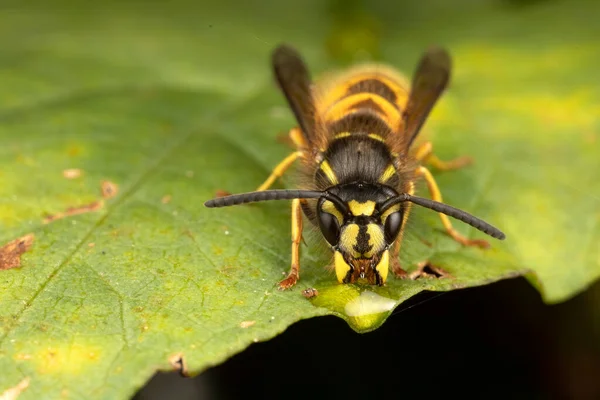 Macro Shot Green Plant Leaf Bee — Stock Photo, Image