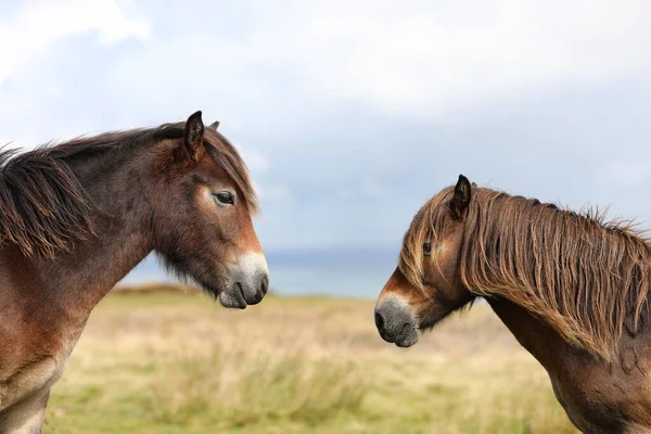 Lahan Pertanian Dan Dua Kuda Poni Coklat — Stok Foto