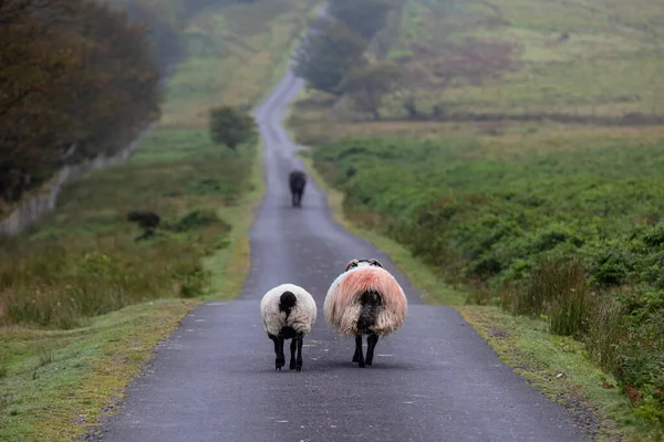 Pedesaan Aspal Jalan Dan Berjalan Domba Hewan — Stok Foto