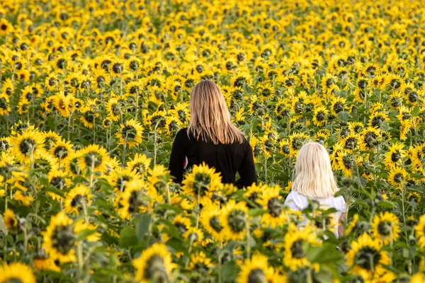 Ladang Bunga Matahari Dan Ibu Berjalan Dengan Gadis Pirang Kembali — Stok Foto