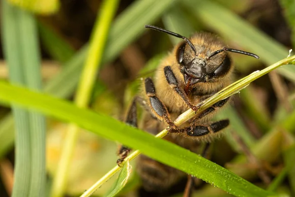 Tembakan Makro Rumput Hijau Dan Lebah Serangga — Stok Foto