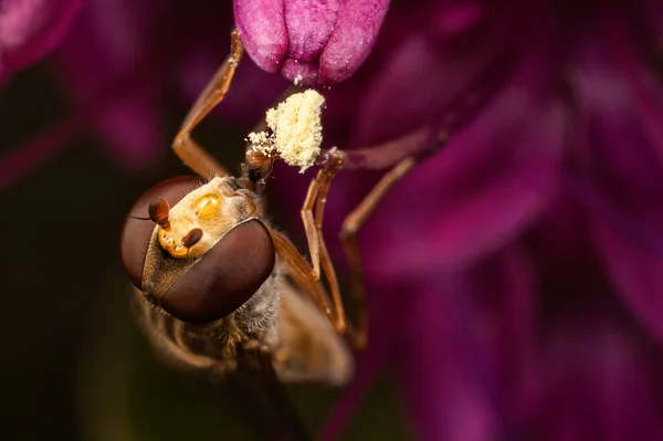 แมโครช อตของกล บดอกไม ชมพ และแมลงผ — ภาพถ่ายสต็อก