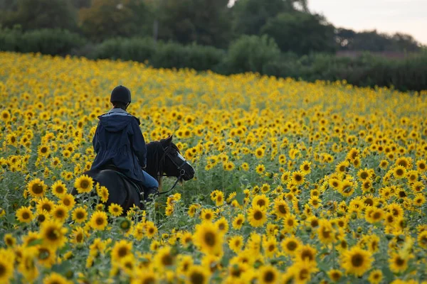 Ladang Bunga Matahari Wanita Menunggang Kuda Tanah Pertanian — Stok Foto