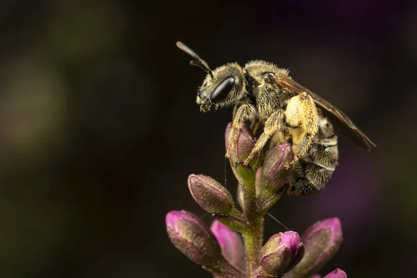 Gambar Makro Bunga Dan Bug Serangga Terhadap Latar Belakang Hitam — Stok Foto