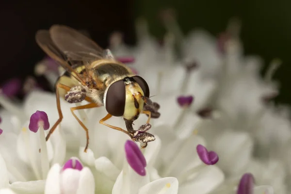 Gambar Makro Dari Bunga Putih Dan Serangga Terbang — Stok Foto