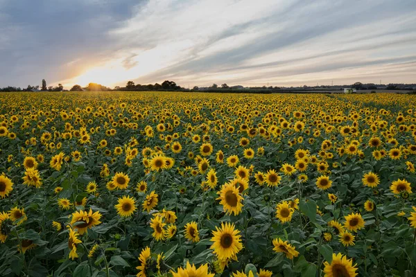 Ladang Bunga Matahari Dan Matahari Terbenam Langit — Stok Foto