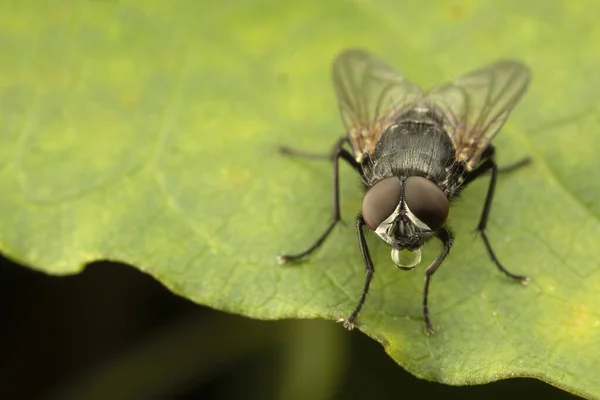 Gambar Makro Dari Daun Tanaman Hijau Dan Terbang Stok Gambar Bebas Royalti