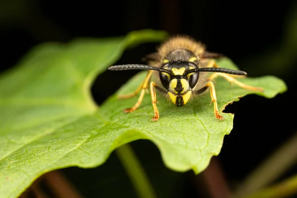 Gambar Makro Dari Daun Tanaman Hijau Dan Lebah Stok Foto