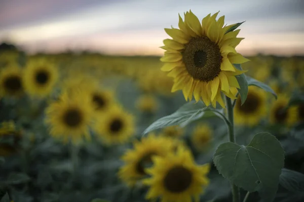 Pole Słonecznika Kwiaty Żółte Płatki Zbliżenie Obraz Stockowy