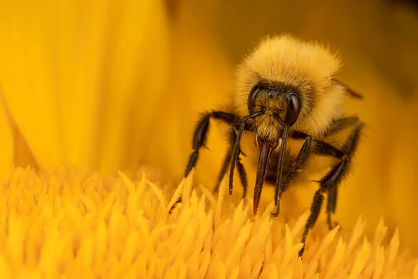 Makro Strzał Żółty Kwiat Kazirodztwo Pyłek Owadów Obrazek Stockowy
