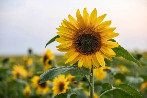 Ladang Bunga Matahari Kelopak Kuning Stok Foto