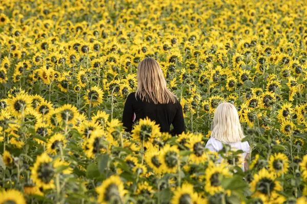 Sonnenblumenfeld Und Wandernde Mutter Mit Blondem Mädchen Rückansicht Der Menschen Stockbild