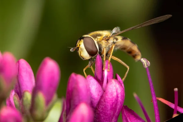 แมโครช อตของกล บดอกไม ชมพ และแมลงผ ภาพถ่ายสต็อกที่ปลอดค่าลิขสิทธิ์