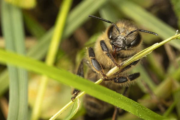 Tembakan Makro Rumput Hijau Dan Lebah Serangga Stok Foto
