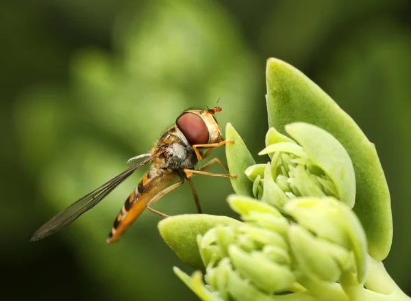 Tembakan Makro Tanaman Hijau Lebih Rendah Dan Serangga Hoverfly Stok Foto