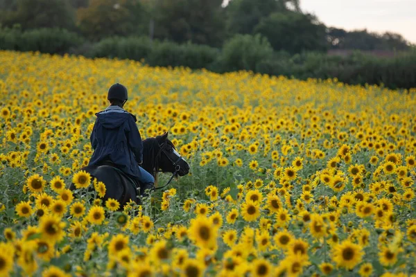 Tournesol Fleurs Champ Femme Équitation Cheval Dans Les Terres Agricoles Images De Stock Libres De Droits