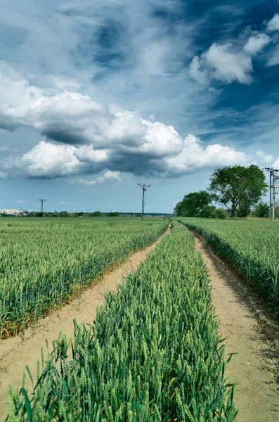 Pole zelené pšenice — Stock fotografie