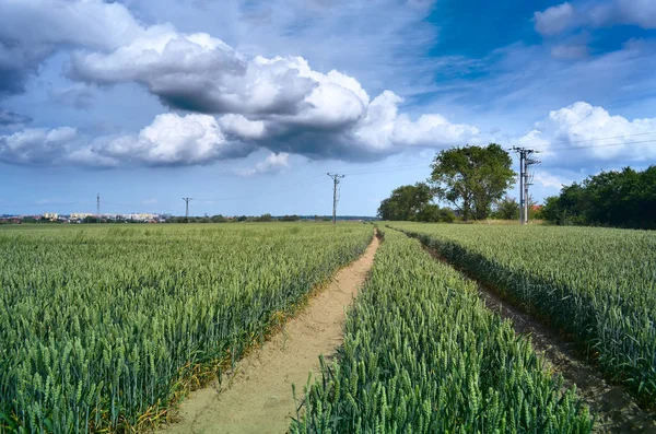 Pole zelené pšenice — Stock fotografie