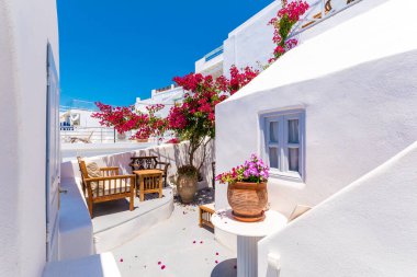 Oia Adaları, Santorini, Yunanistan 'da geleneksel ev ve çiçek