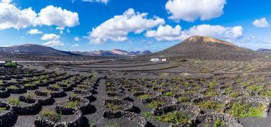 La Geria üzüm bağları bölgesi, Lanzarote, Kanarya Adaları