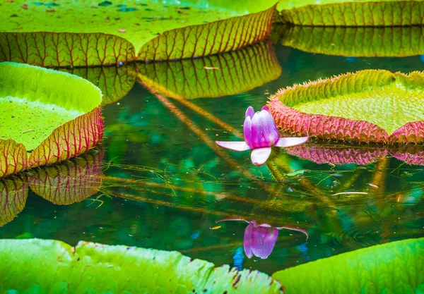 Water Lily Victoria Amazonica Lotus Flower Plant Pamplemousses Botanical Garden — Stock Photo, Image