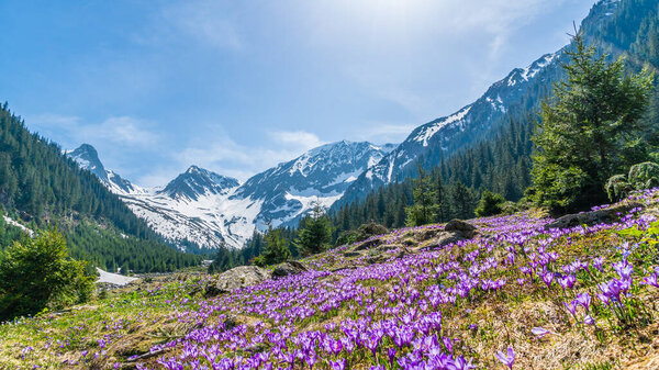 Alpine landscape with purple crocus flowers in spring season on Sambetei Valley in Fagaras mountains, Romania