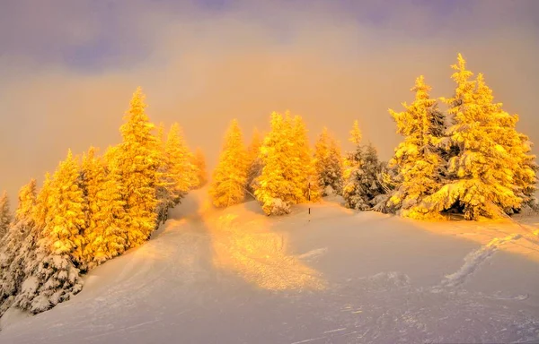 Gouden Bomen Top Een Bergen Postavaru Winter Seizoen Poiana Brasov — Stockfoto