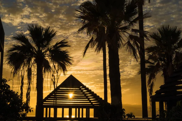 Palme Sonnenuntergang Der Küste Teneriffa Kanarische Inseln Spanien — Stockfoto