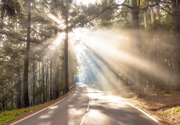 Tolle Landschaft Mit Sonnenstrahlen Auf Der Straße Wald — Stockfoto