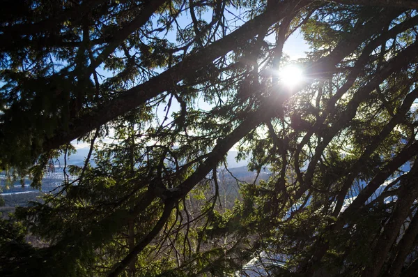 国家公园松林分枝透过阳光 — 图库照片