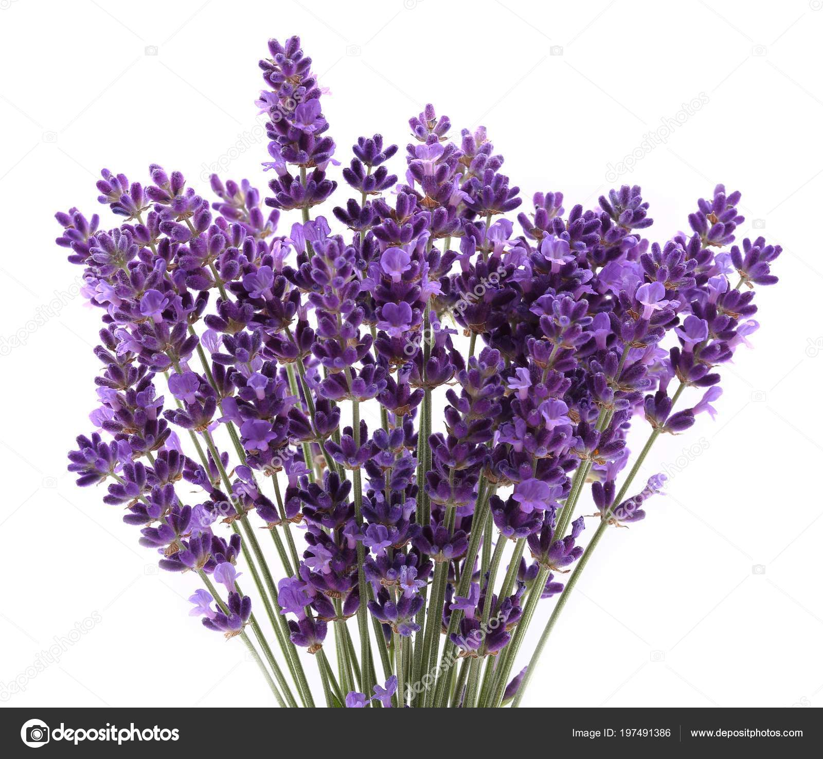 Bouquet Lavender  White Background   Stock Photo 