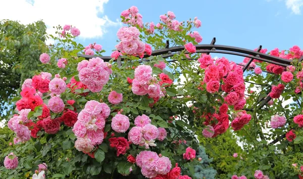 庭の美しいピンクのバラのブッシュ — ストック写真