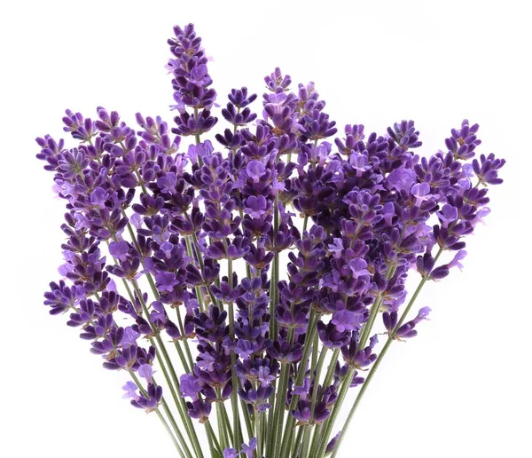 Bouquet Lavanda Fondo Bianco — Foto Stock