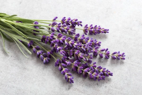 Buquê Lavanda Fundo Cinza — Fotografia de Stock