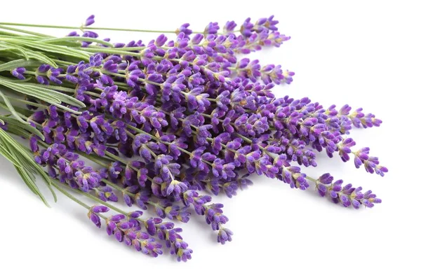 buket beyaz zemin üzerinde lavanta.