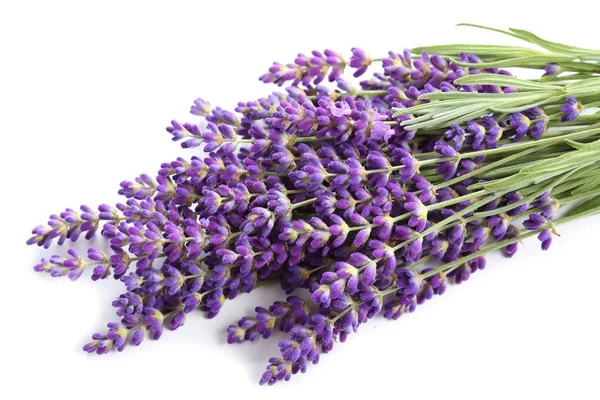 buket beyaz zemin üzerinde lavanta.