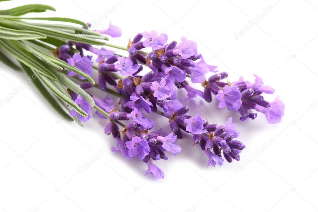 Bouquet of lavender  on a white background.