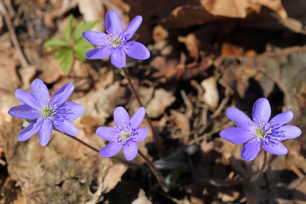 Anemone Hepatica Blooming Forest Spring Flowers — Stock Photo, Image