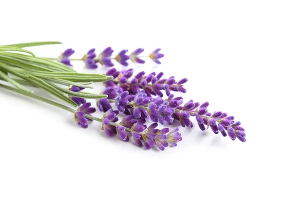 Buquê Lavanda Sobre Fundo Branco — Fotografia de Stock