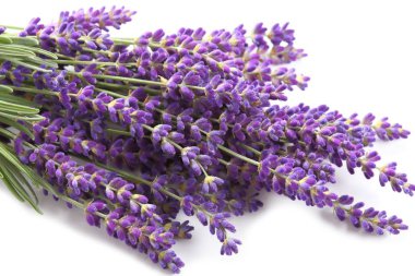 buket beyaz zemin üzerinde lavanta.