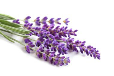 buket beyaz zemin üzerinde lavanta.