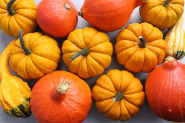 Renkli kabaklar ve squash farklı çeşitleri. Sebze ve meyve. Üstten görünüm.