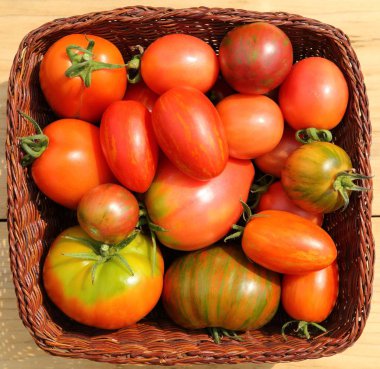 Hasır sepet içinde renkli farklı tür domates.