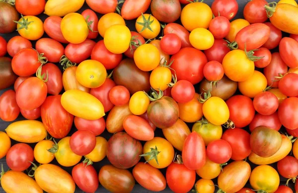 Pomodori Variopinti Diversi Sfondo Legno — Foto Stock